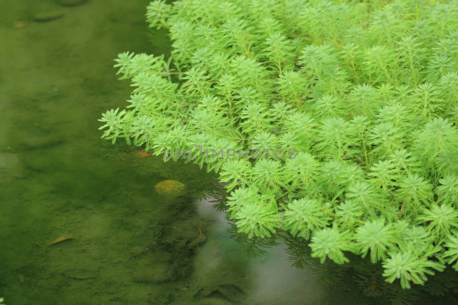 floating plants by leungchopan