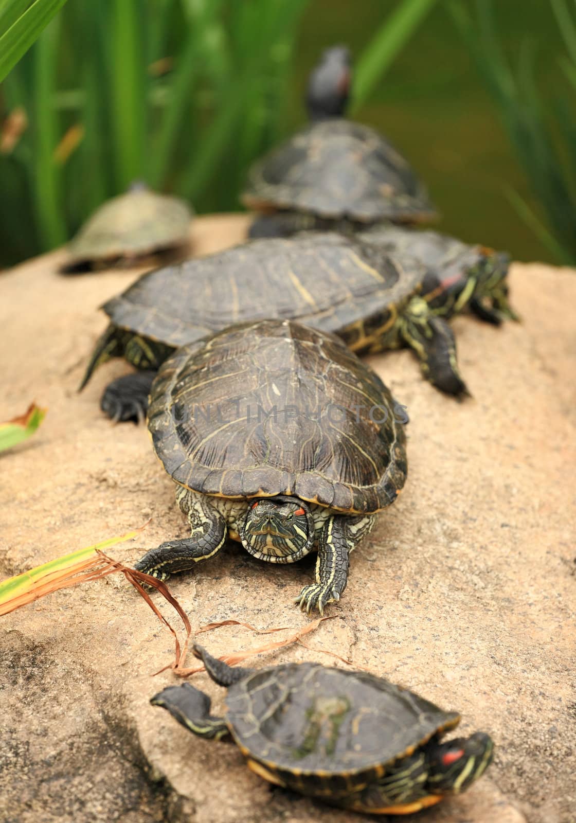 tortoises by leungchopan