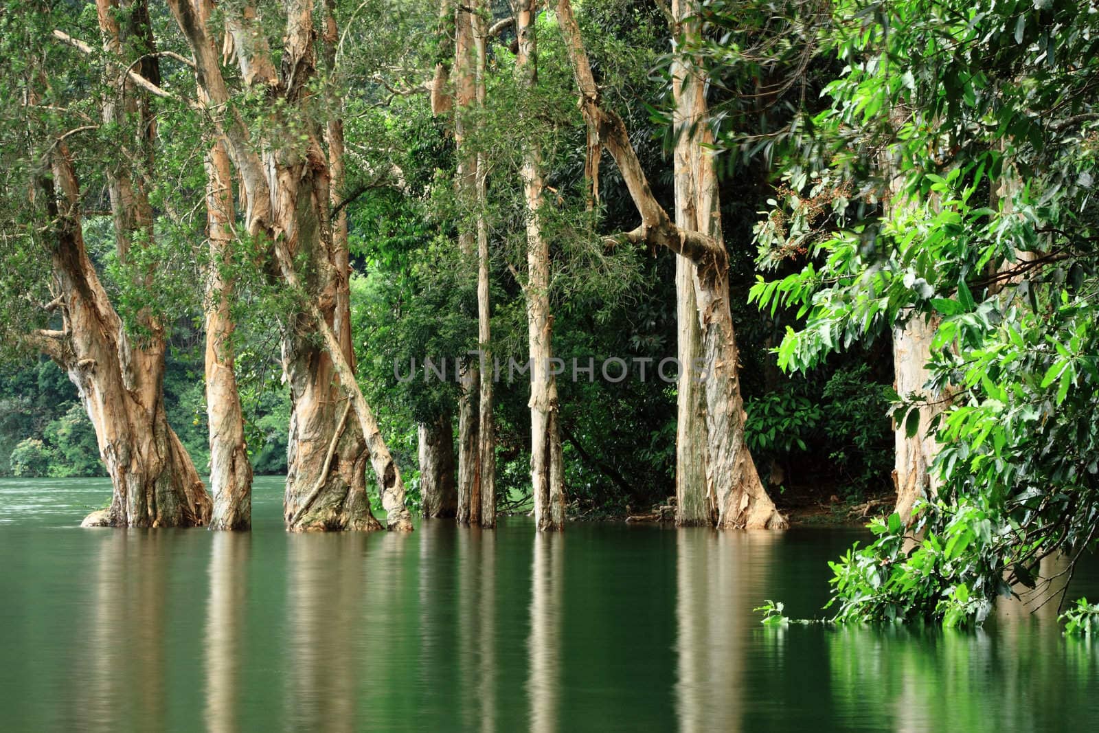 trees reflecting on the water surface