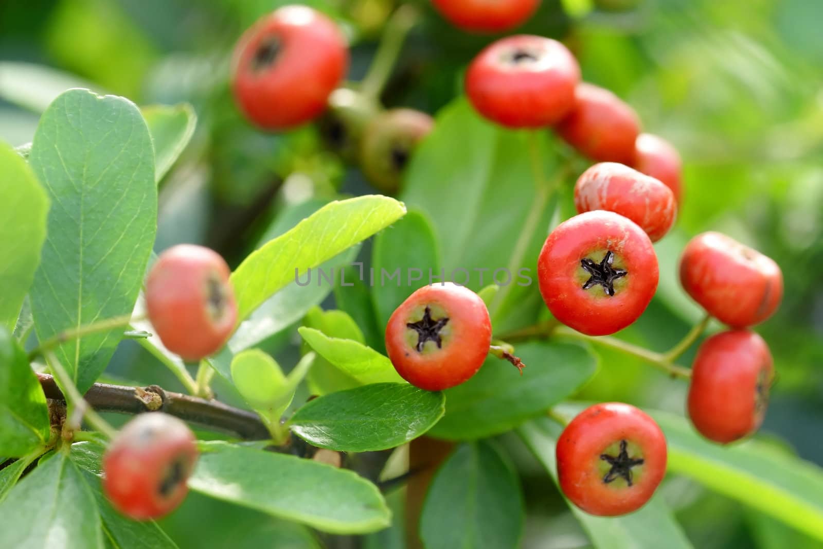 Chinese firethorn with green leaf