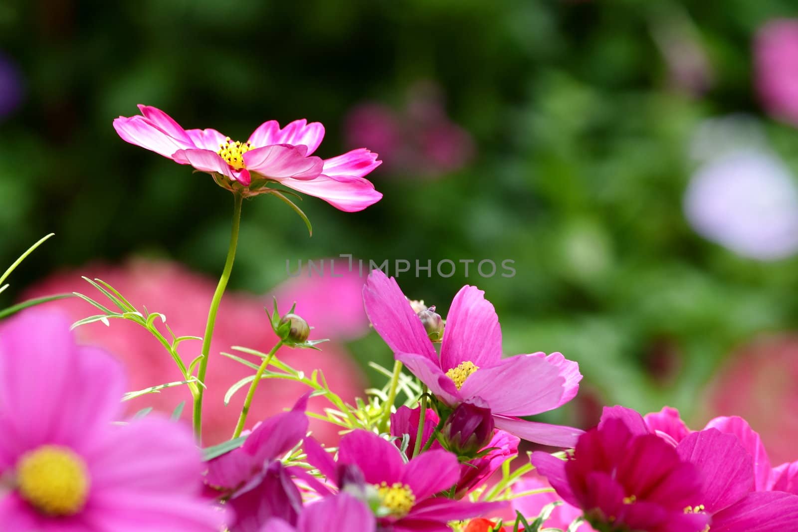 a colourful cosmos flower shot