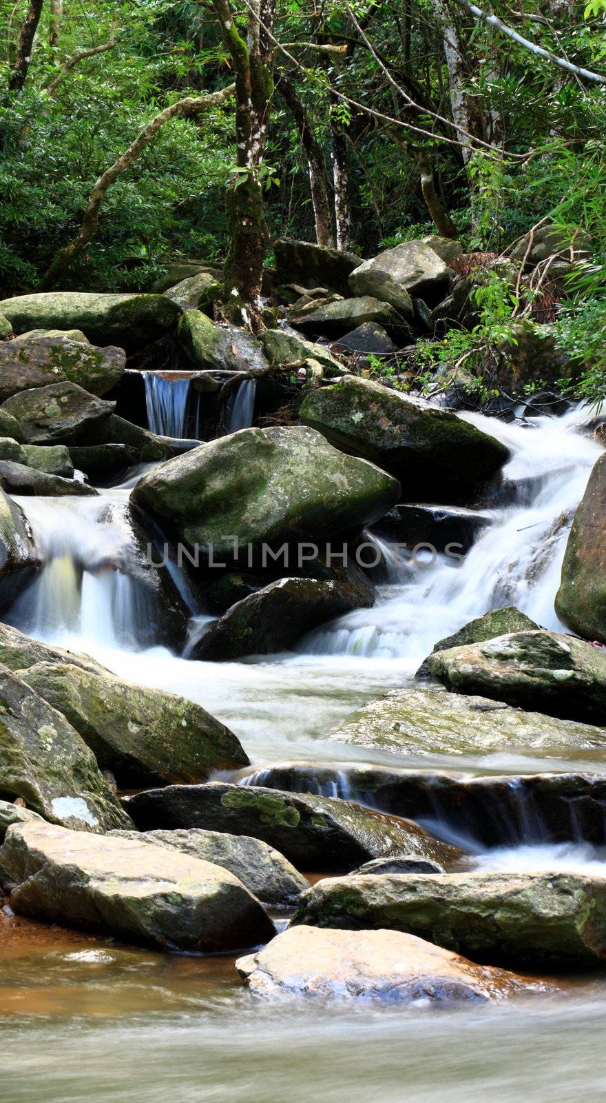 water spring in forest