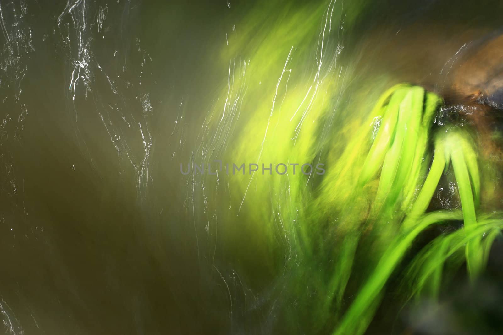 some grasses flowing in water