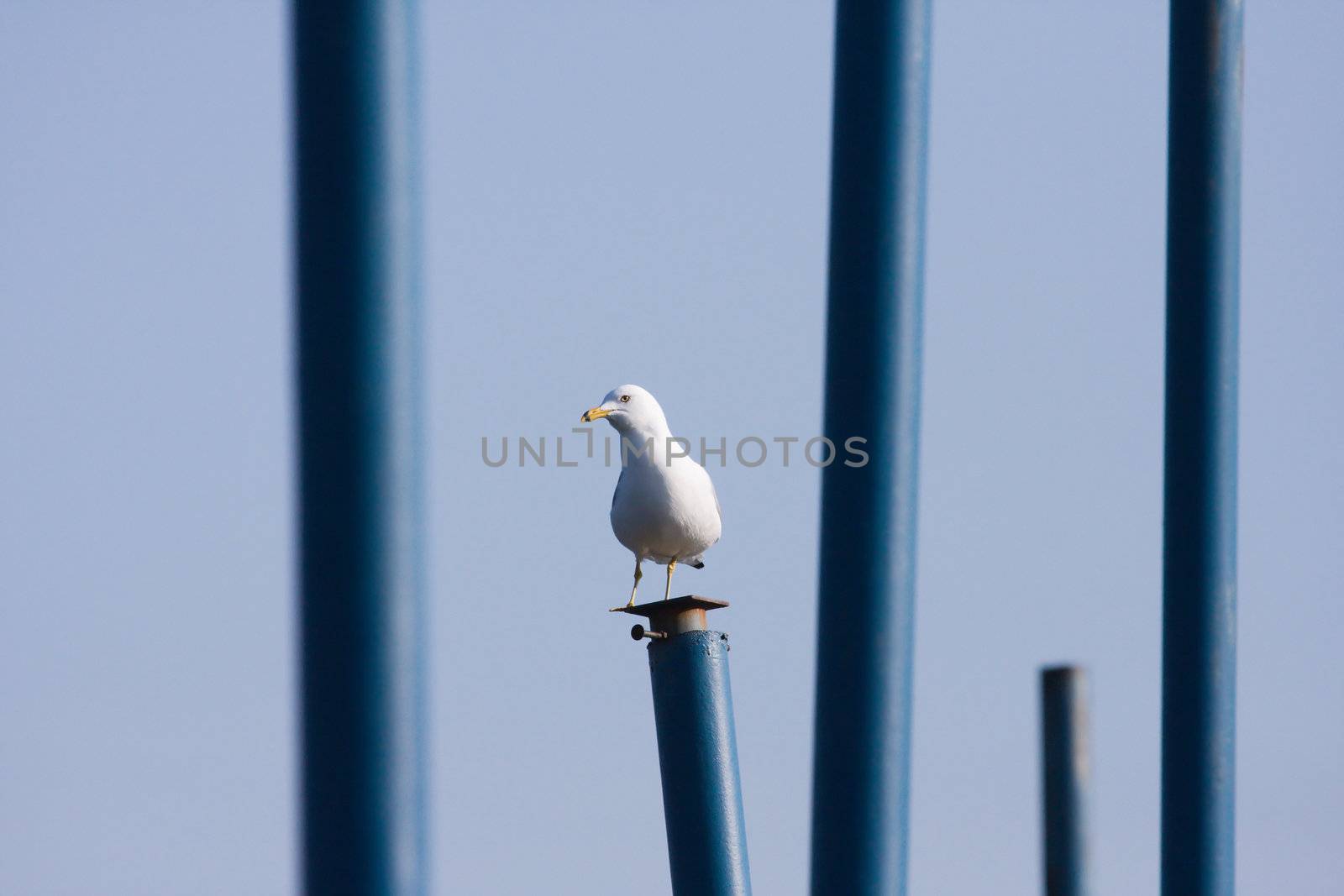 Seagull on a Pier by Coffee999
