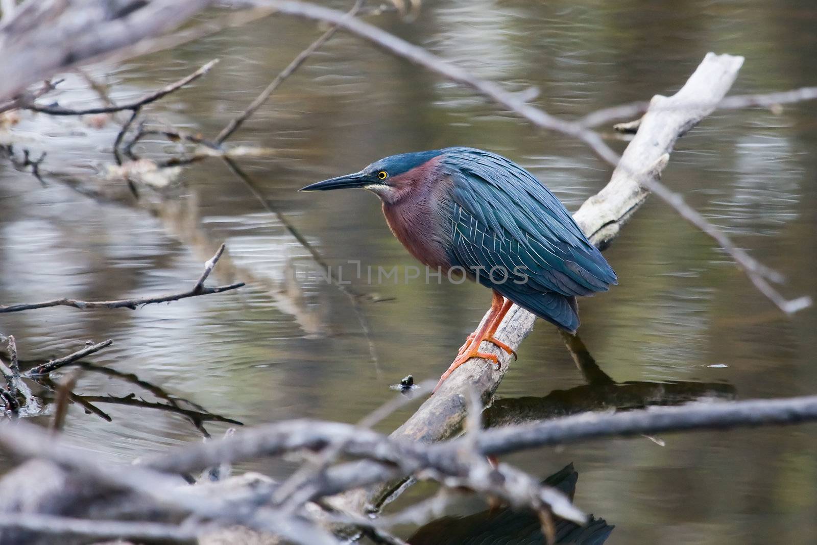 A green Heron doing what they do best. Fishing.