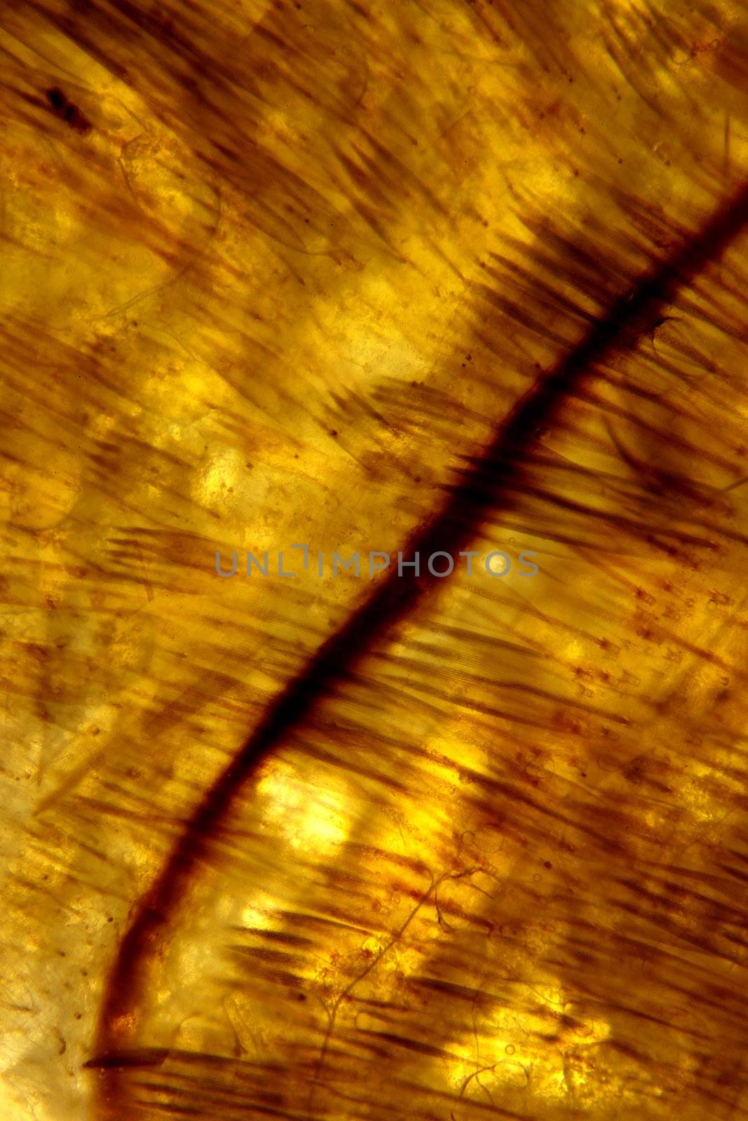 Micrograph of moth insect  using compound microscope. Magnification 400X. Brightfield illumination