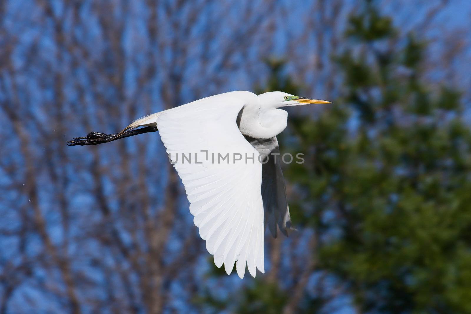 Great Egret Flying by Coffee999