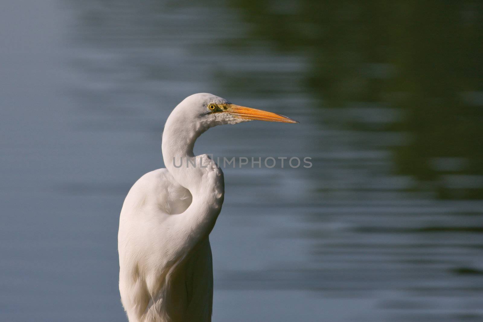 Great Egret by Coffee999