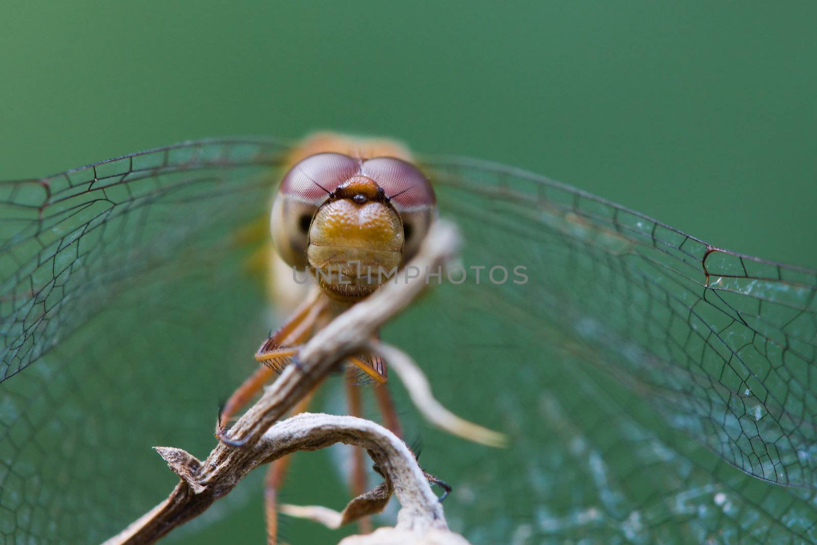 Common Darter Dragonfly by Coffee999
