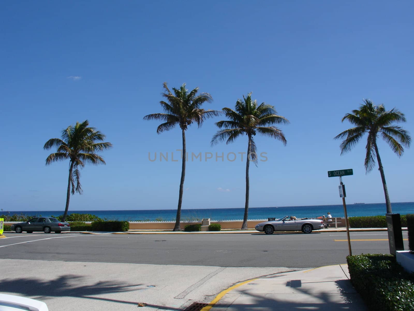Palm trees in Palm Beach