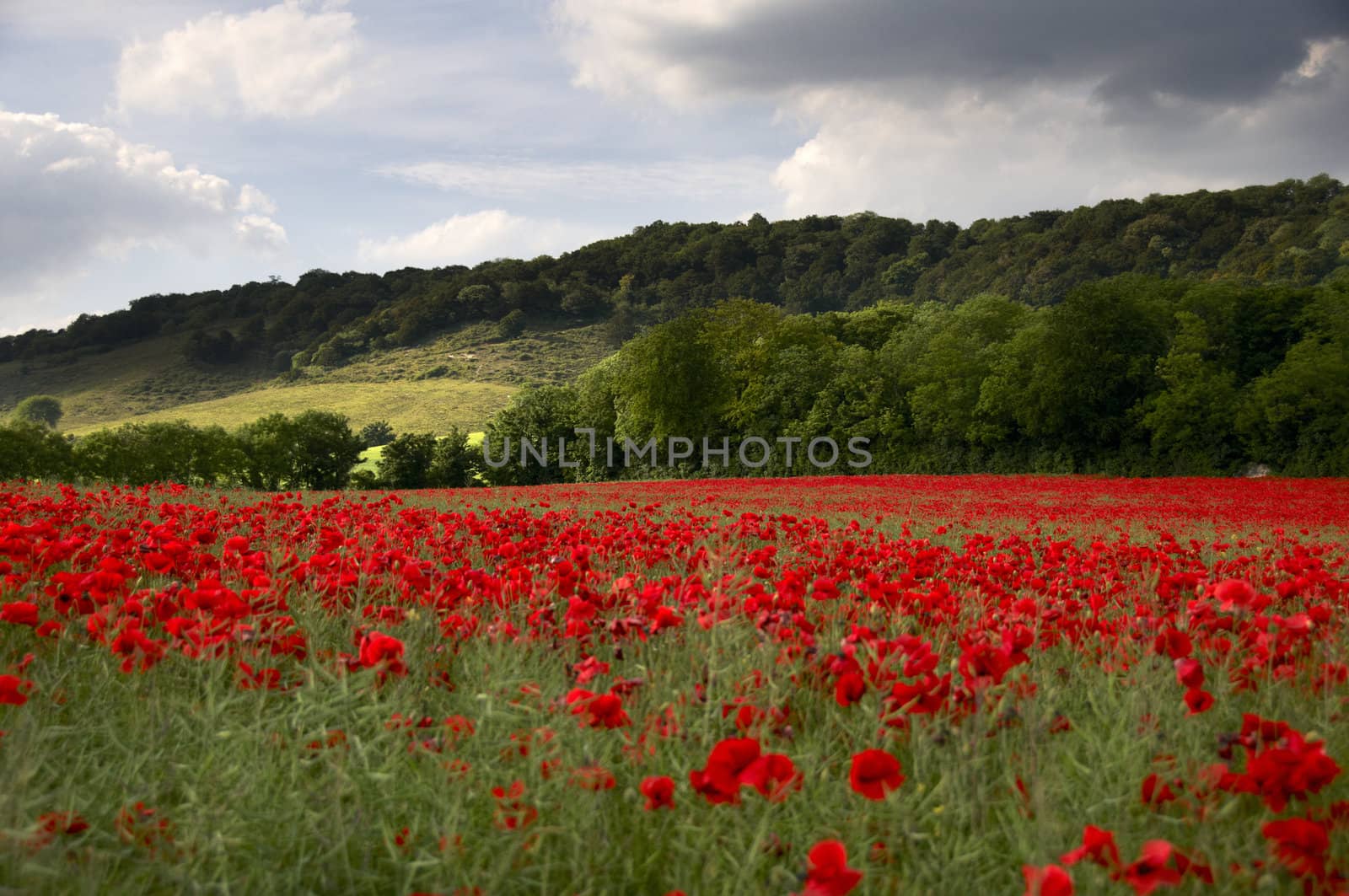 A field of poppies in the Kent countryside