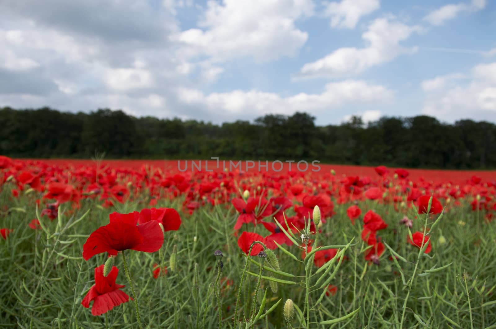 A field of poppies in the Kent countryside