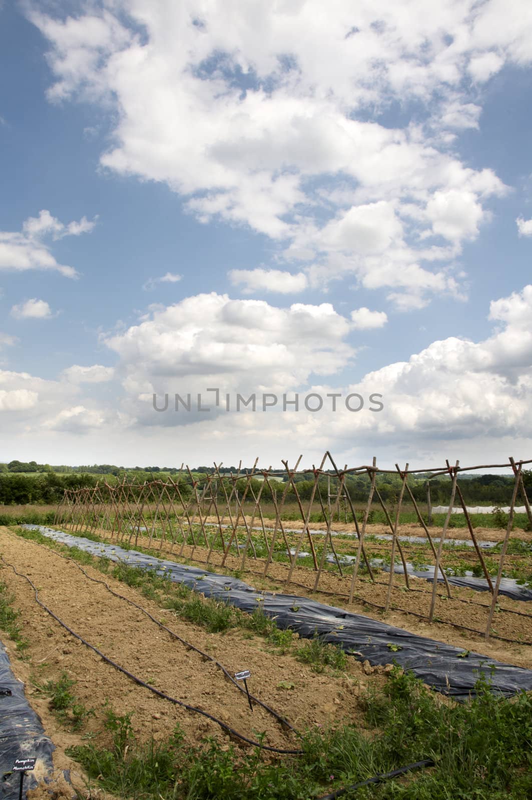 A vegetable garde in the Kent countryside