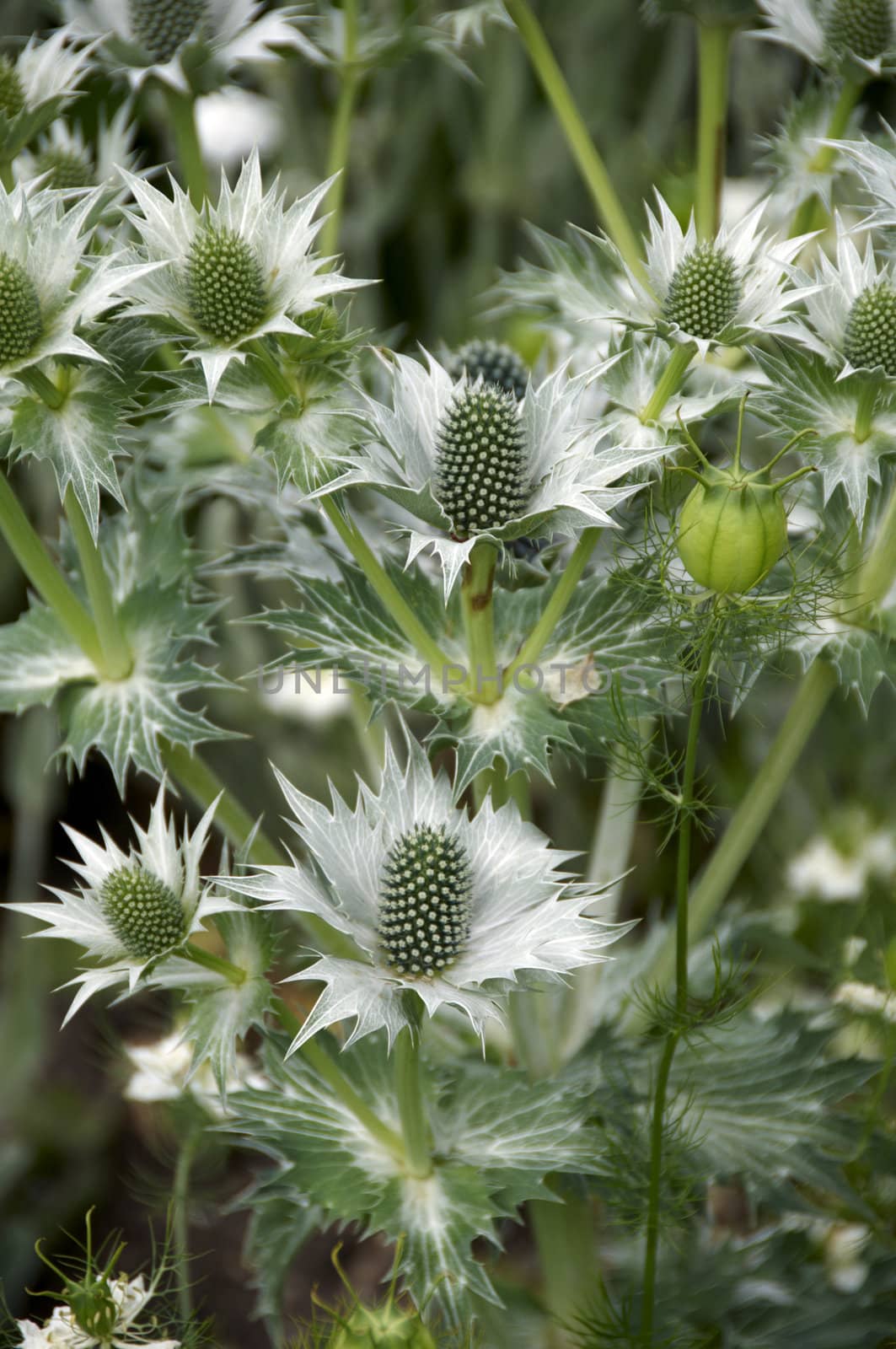 Detail of an  Eryngium in a garden