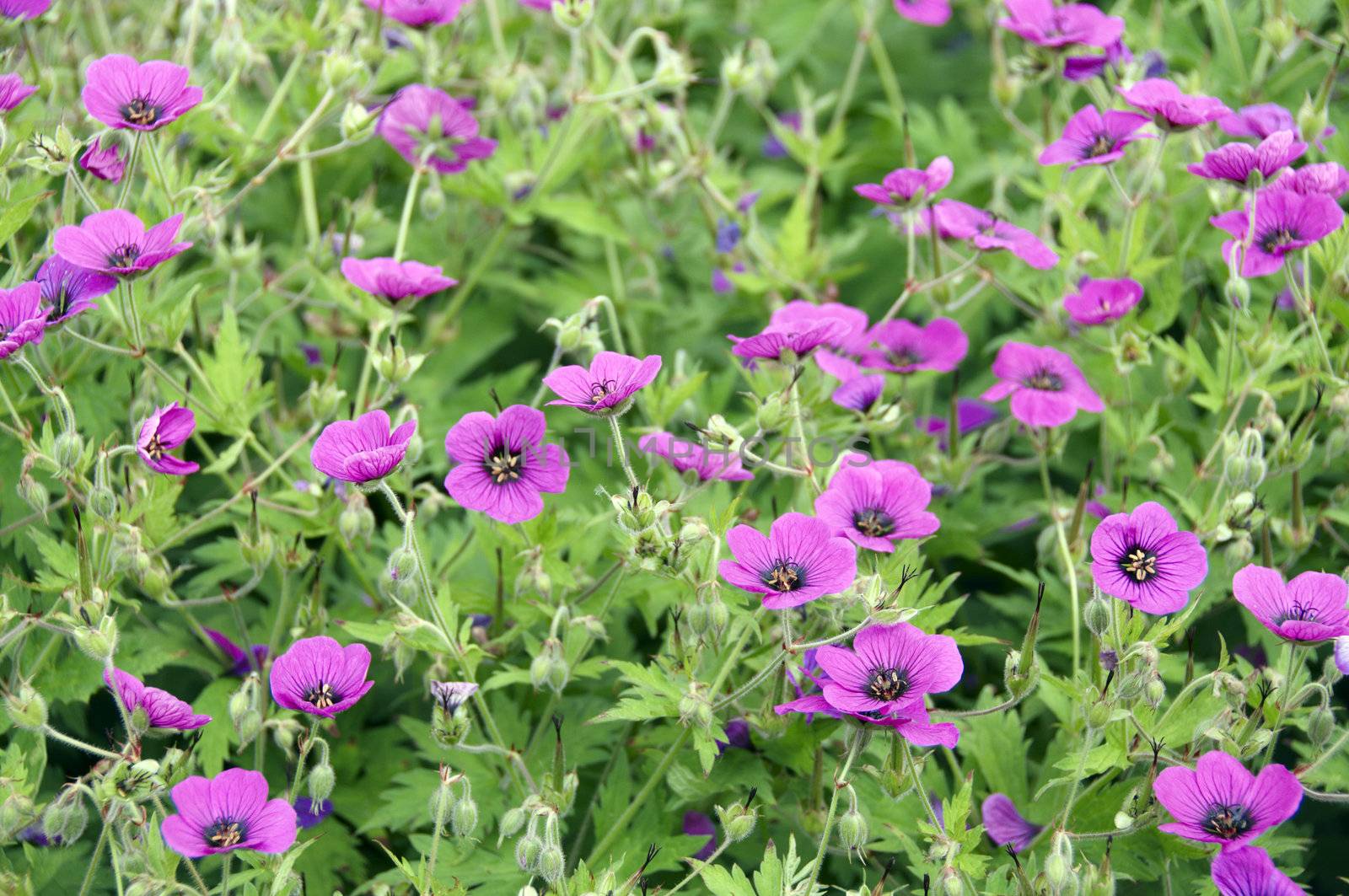 Pink geraniums (cranesbill) with a green background