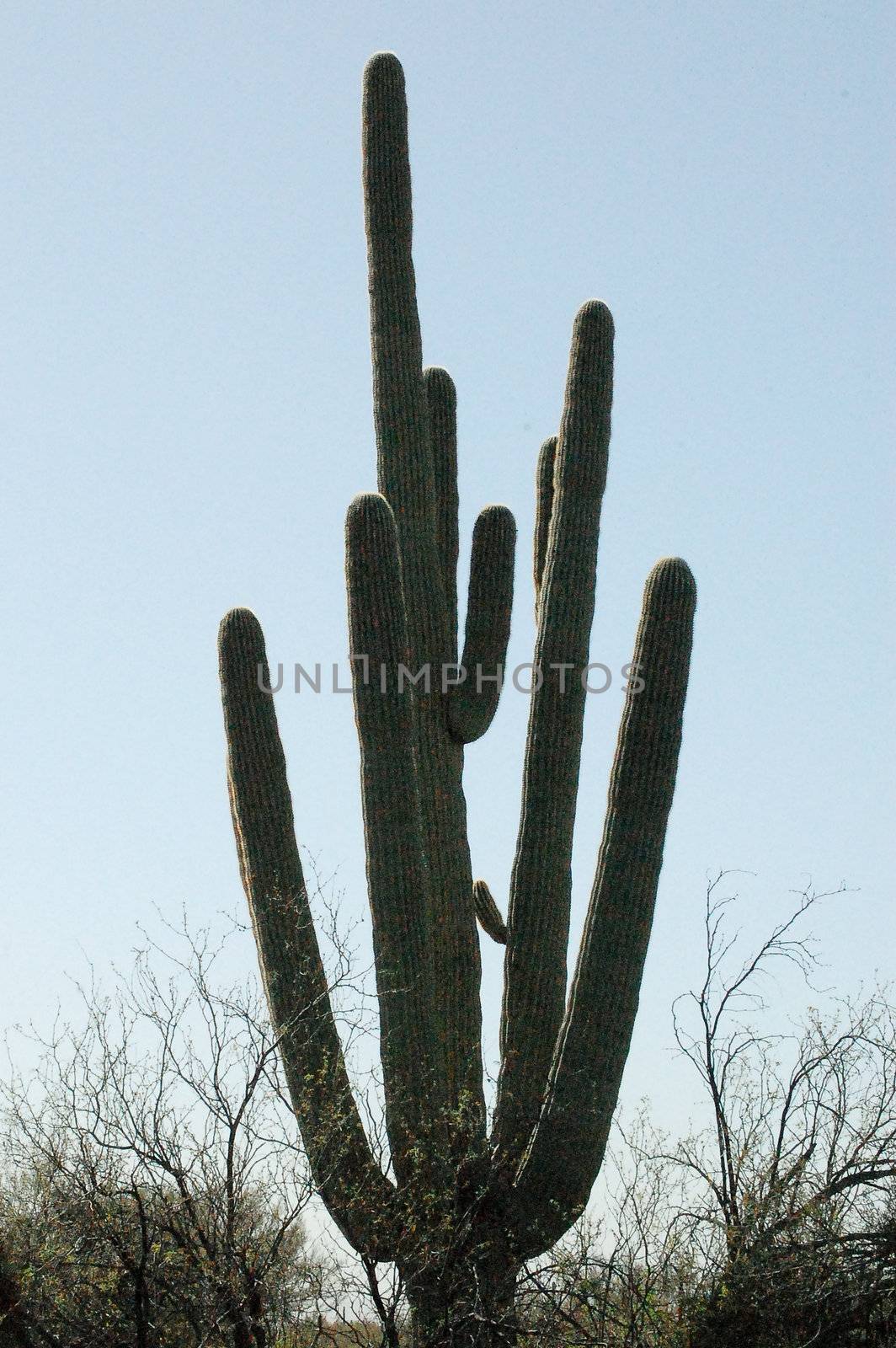 Cactus Hand.JPG by RefocusPhoto