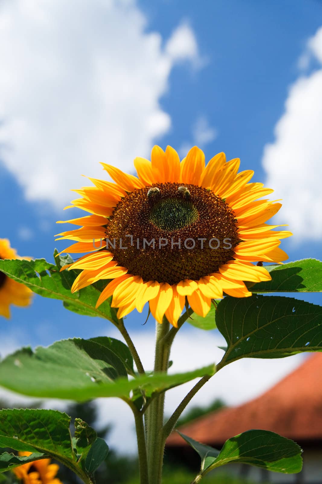 fresh sunflower on blue sky as background