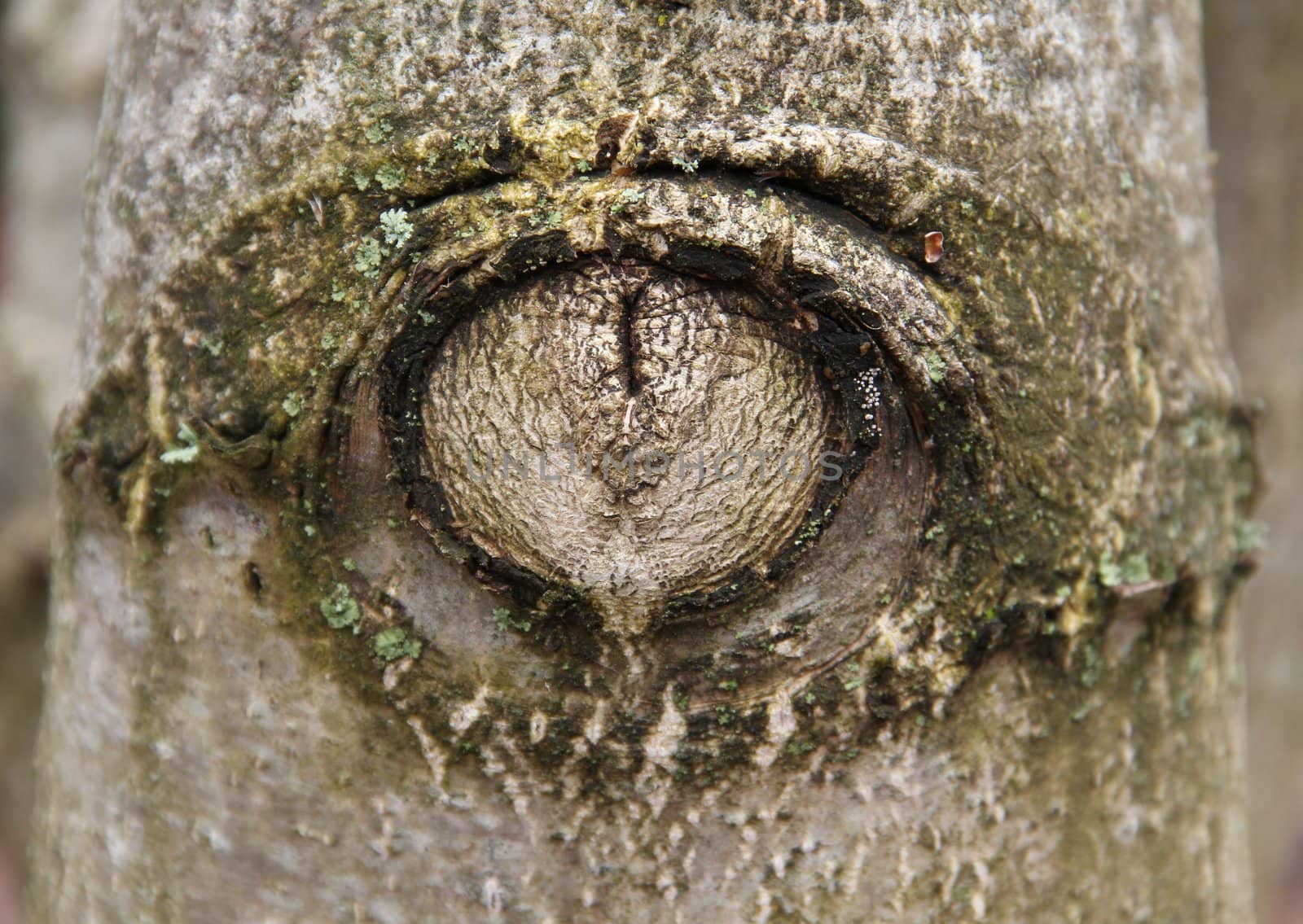 gnarled tree trunk in the form of eye