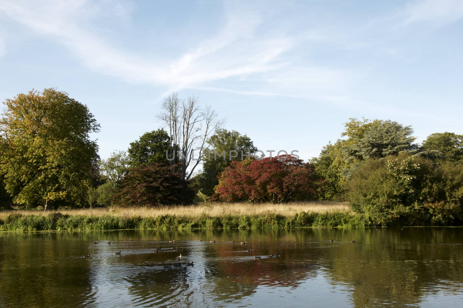 A lake in summer in the countryside