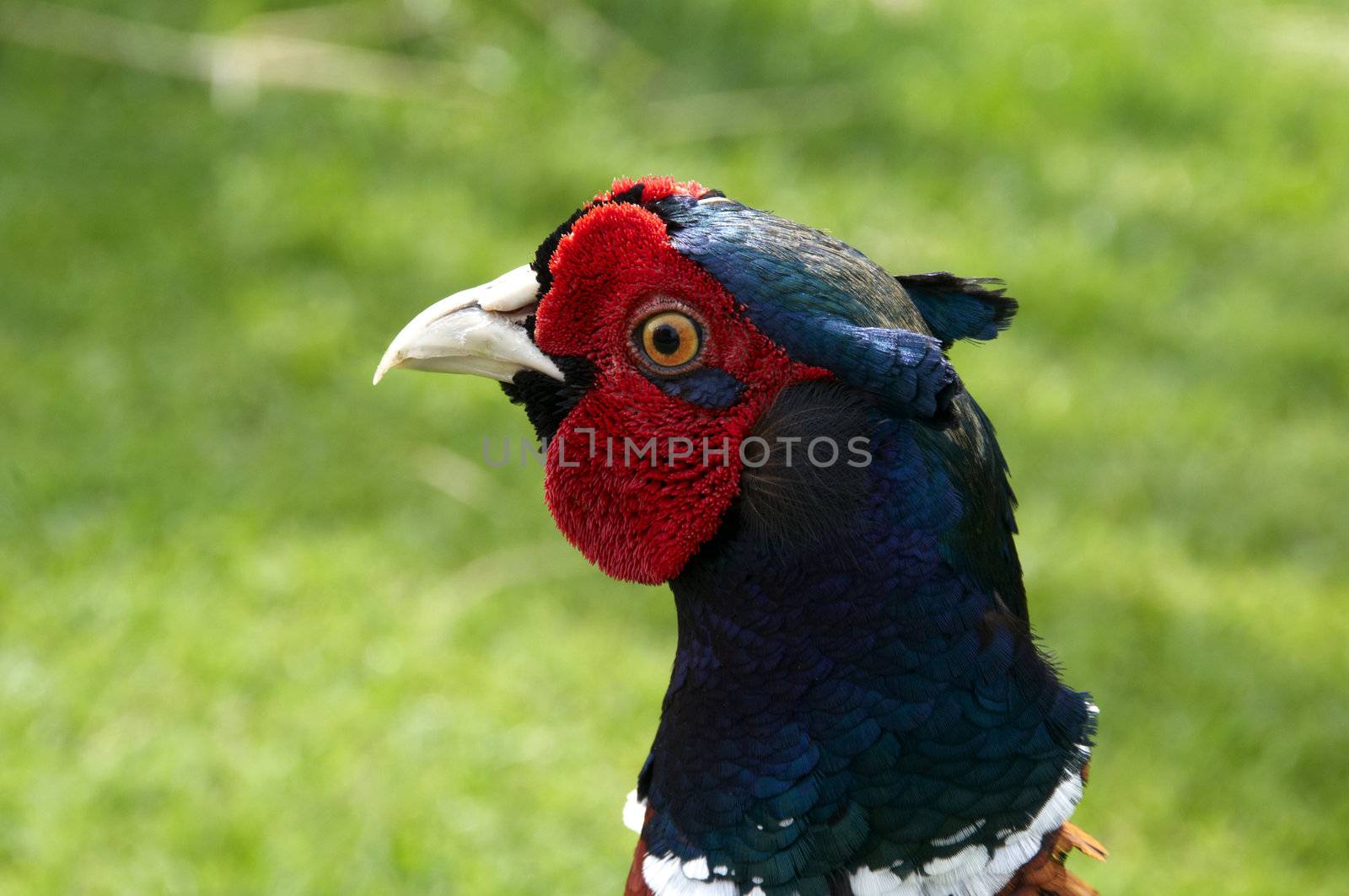 A Pheasant with grass in the background