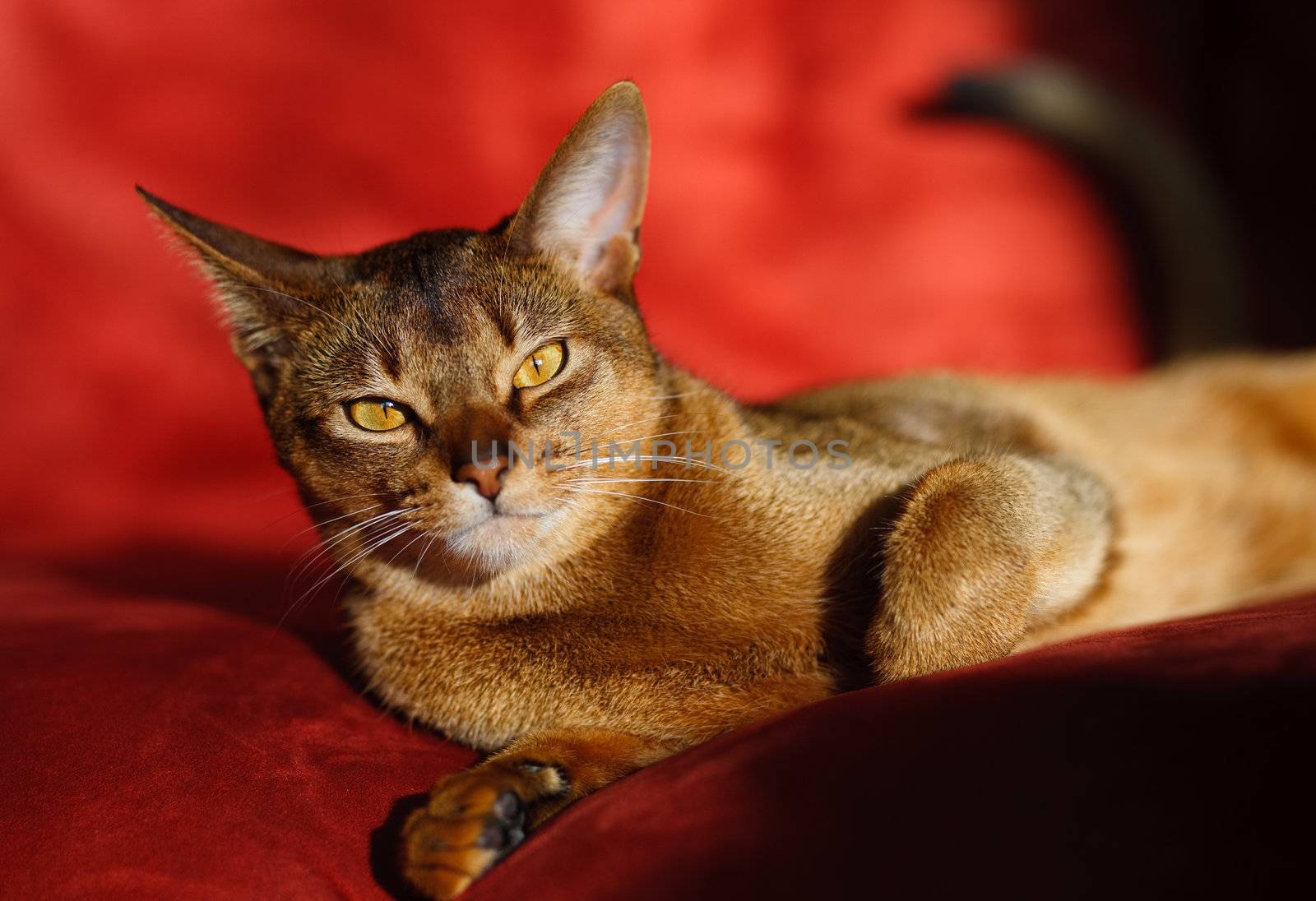 verry cool and wounderful young abyssinian cat photo