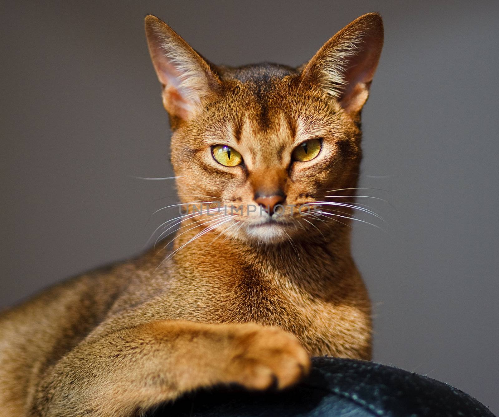 Abyssinian cat by anobis