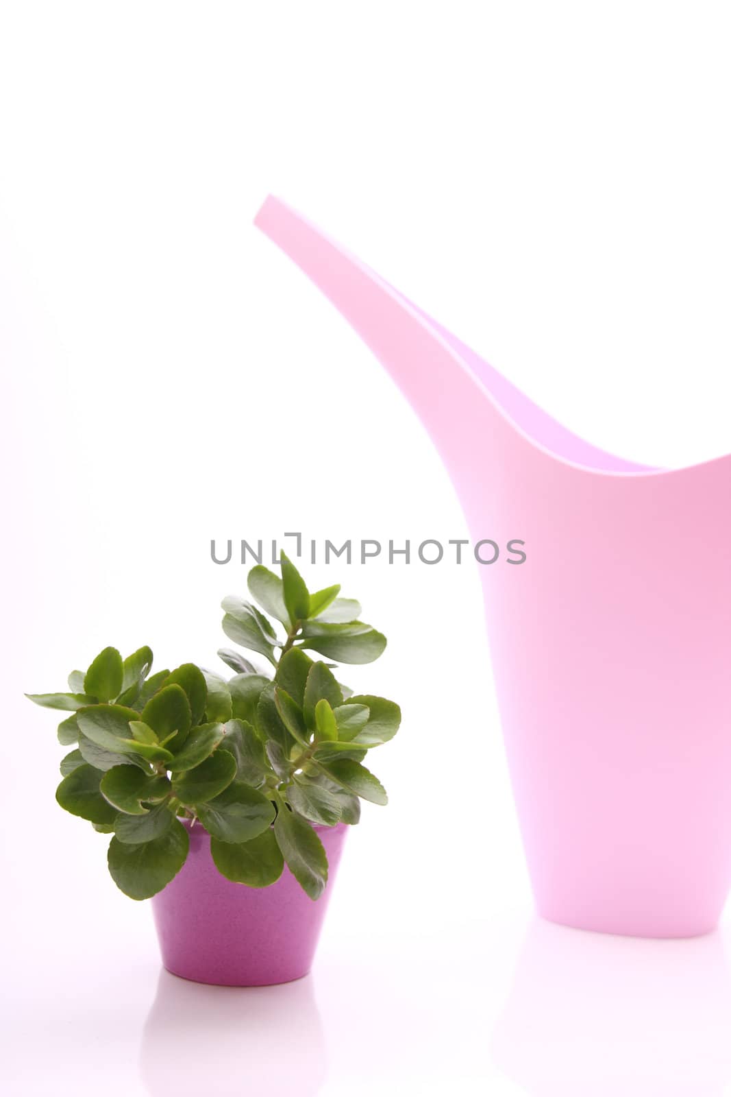 photo of a green plant in pink pot with ewer