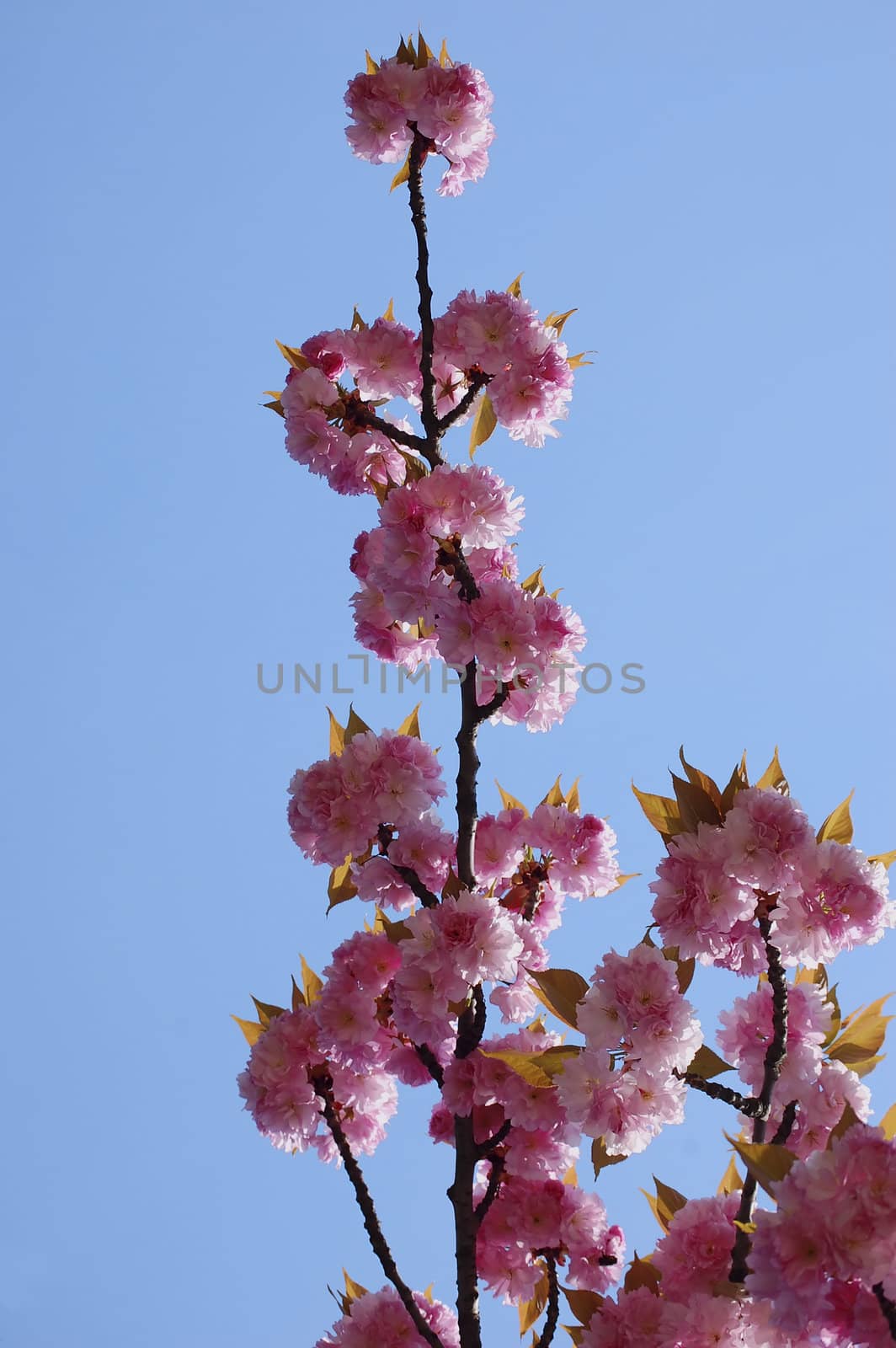 pink flowers of the amazing japanese cherry tree, on pure blue sky