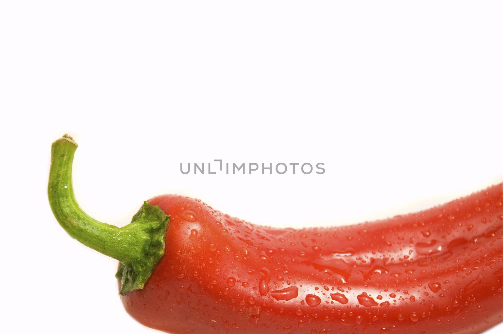 fresh organic chilli up close, isolated on white