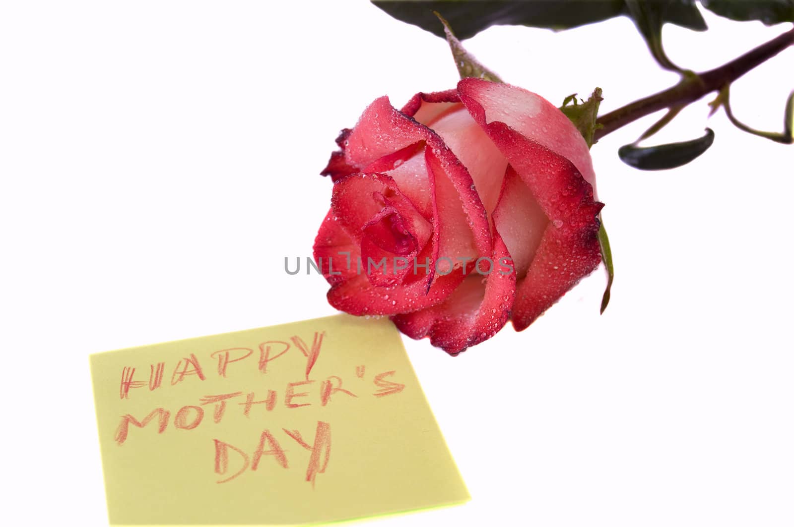 beautiful pink rose and note, isolated on white with clipping path