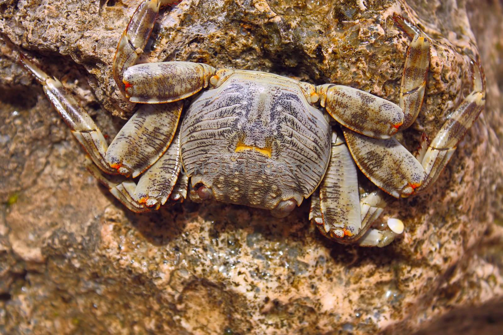 Little brown crab sitting on a rock by the seaside.
