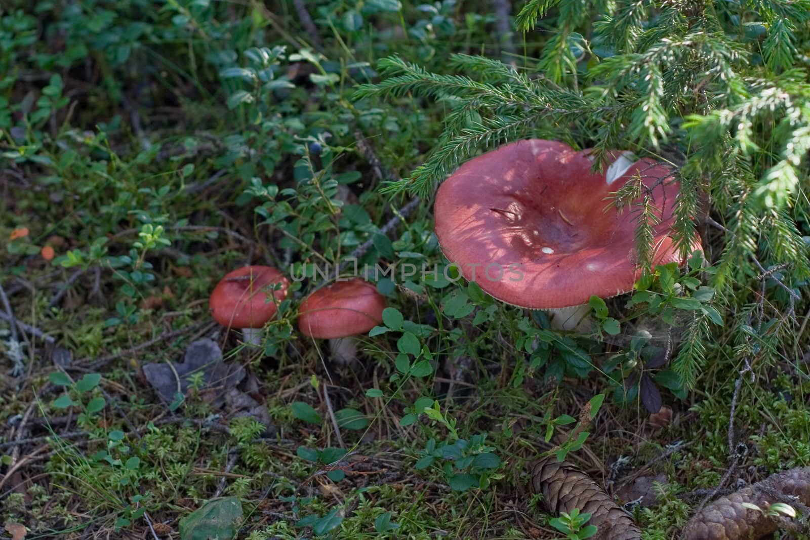 three red russules in the forest
