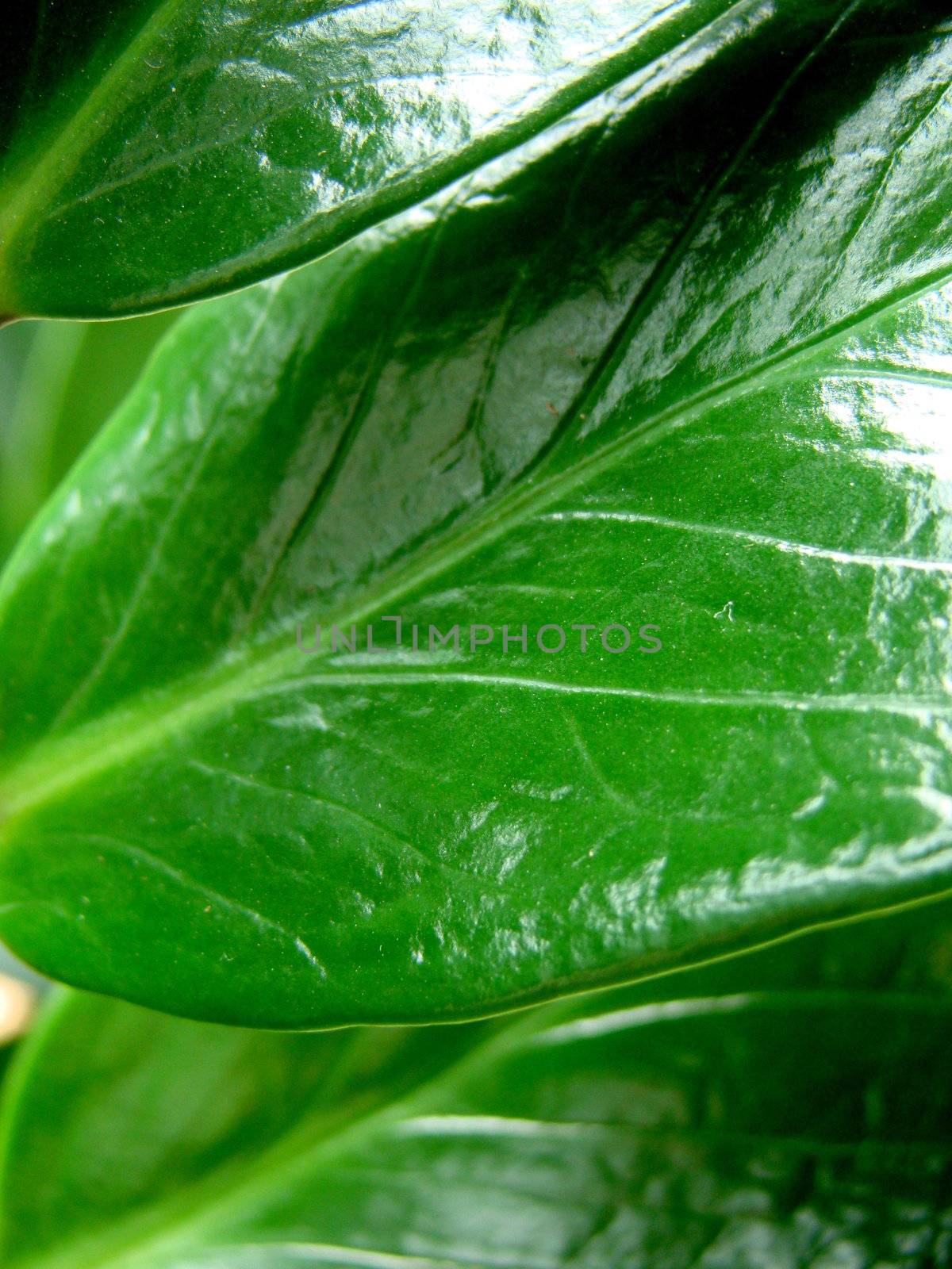 leaves of the zamioculcas,green plant
