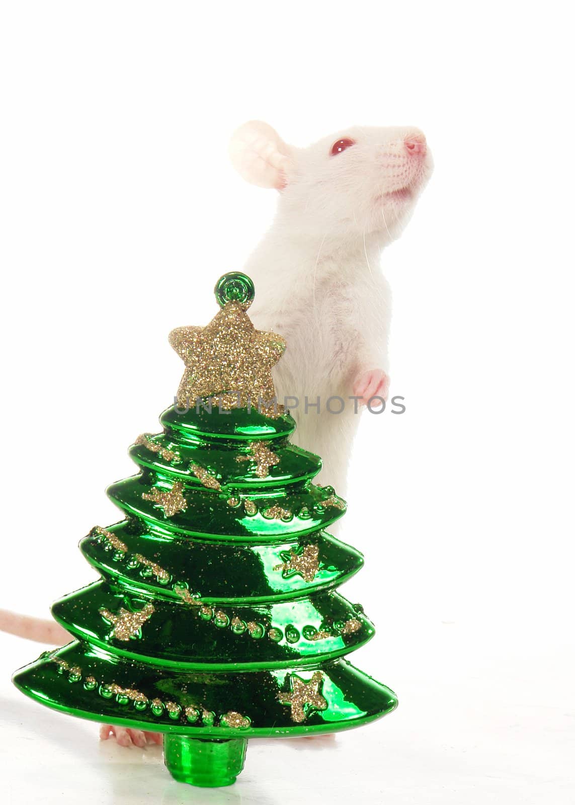Rat on a white background                               