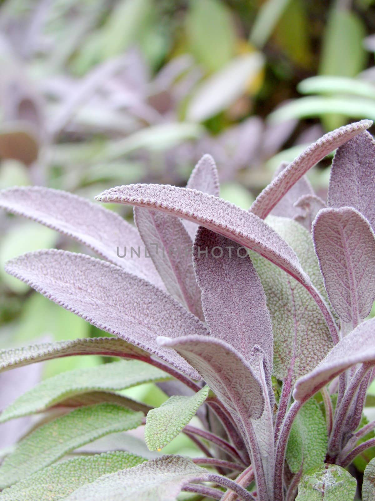 purple and green leaves with a soft furry coat