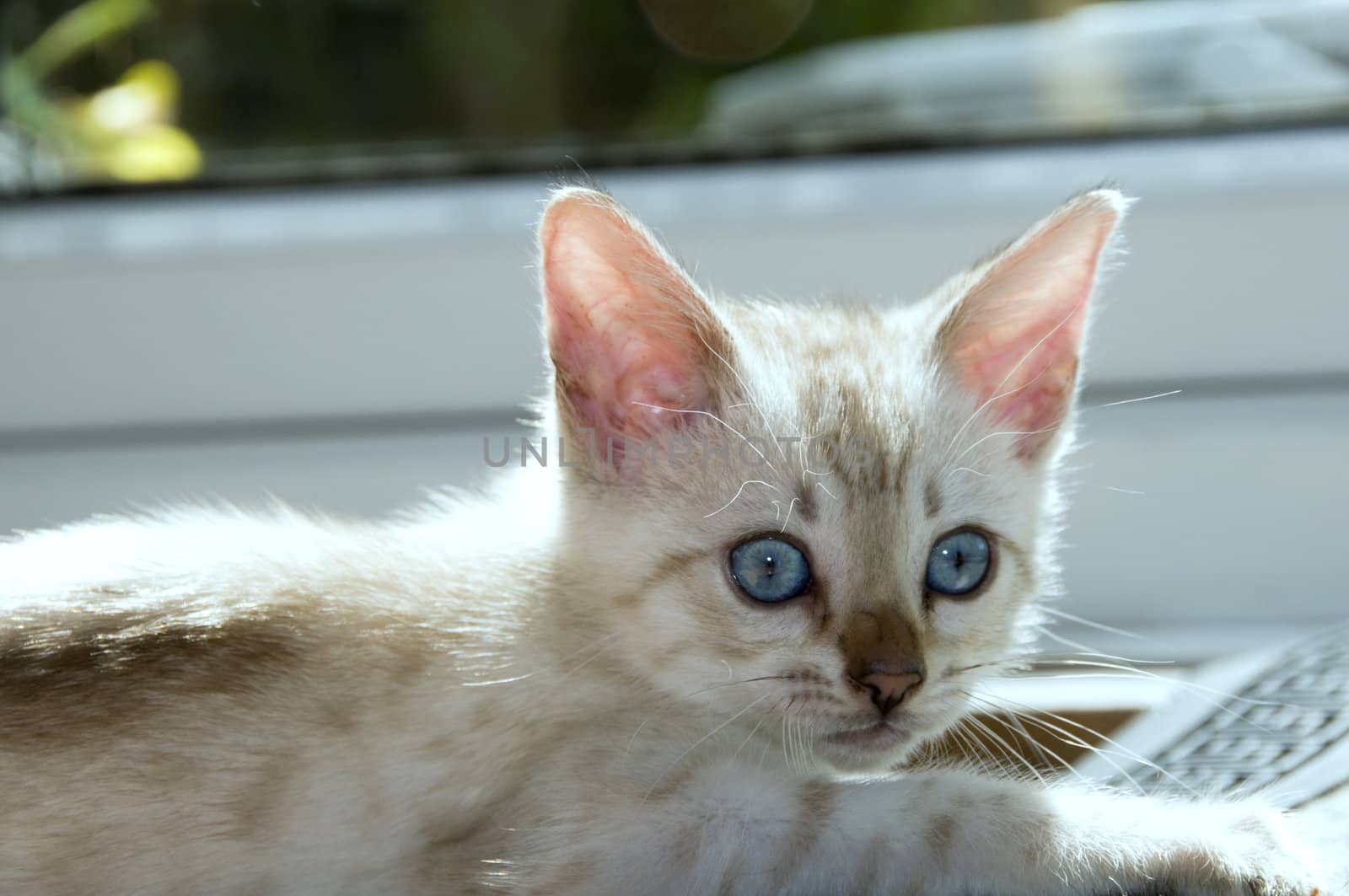 A snowy bengal kitten playing on the floor