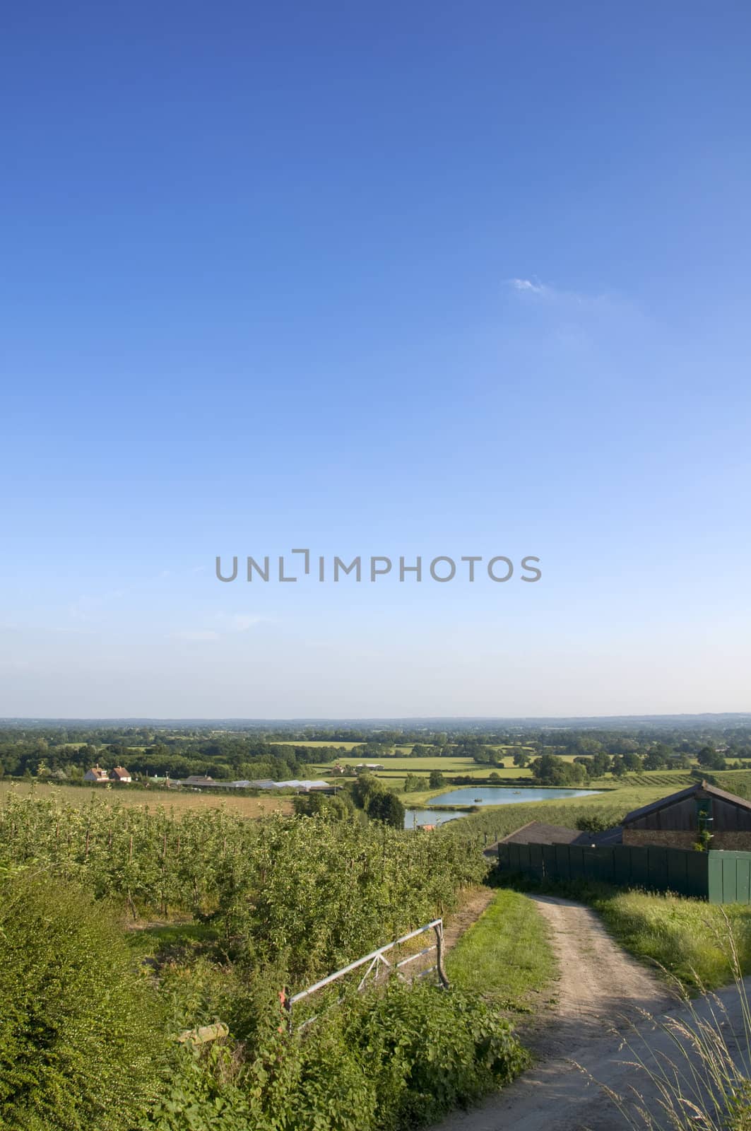 A rural scene with an apple orchard