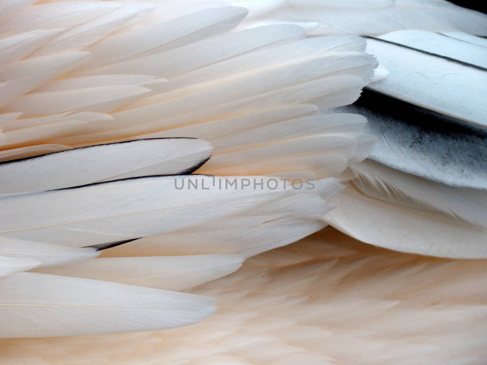 pelican feathers