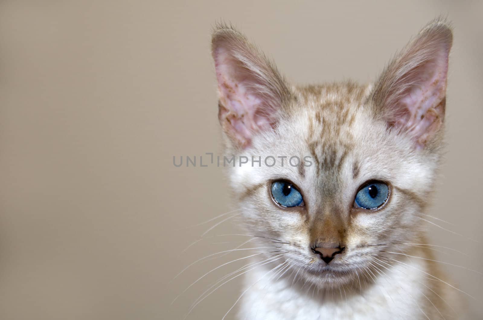 A young bengal kitten with a brown background