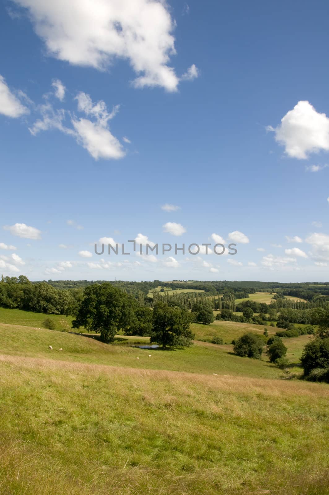 A view of parkland in summer with a cloudy sky