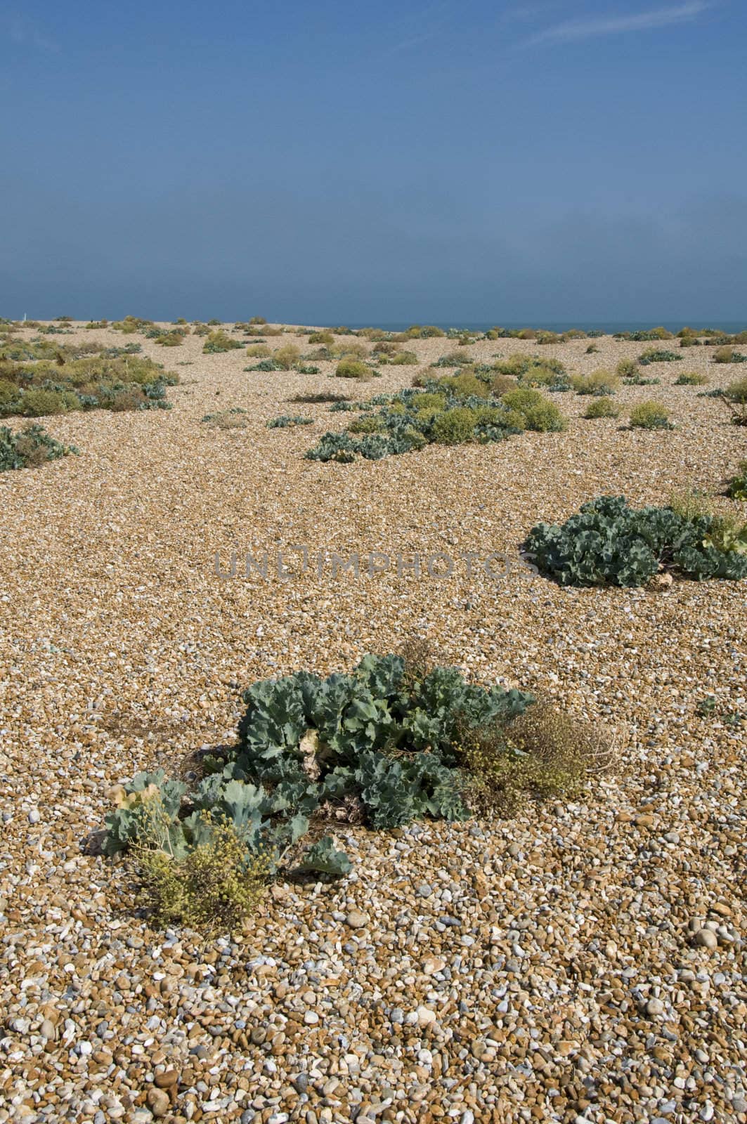 A pebble beach with a clear blue sky