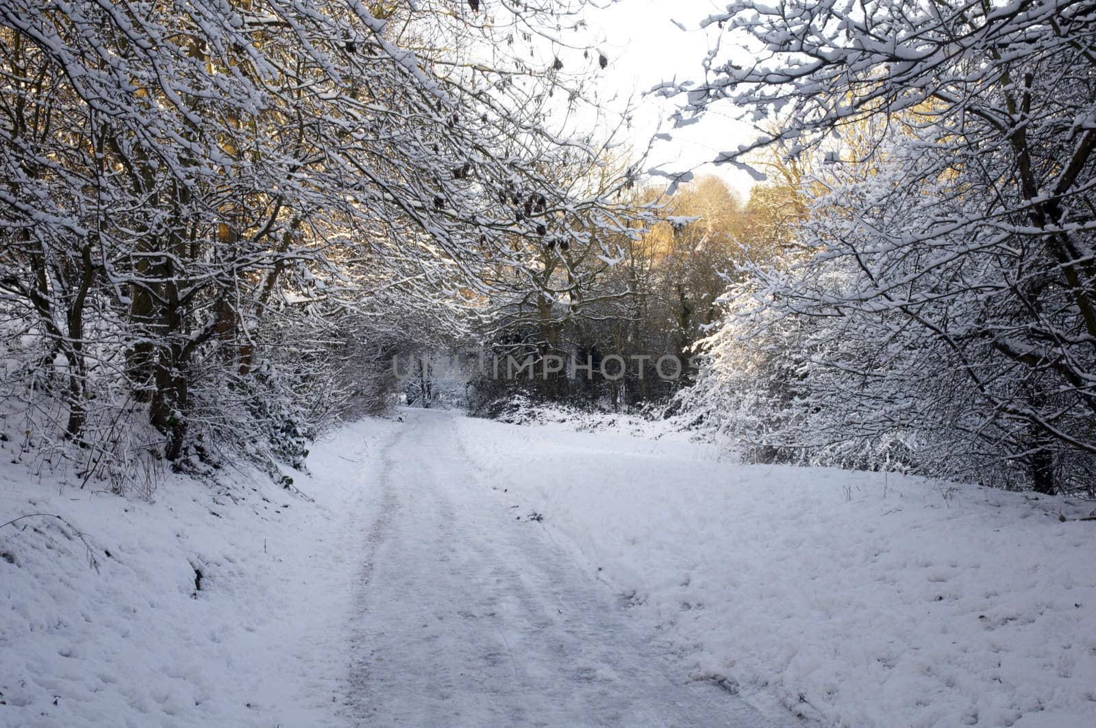 A footpath covered in snow with trees on the sides