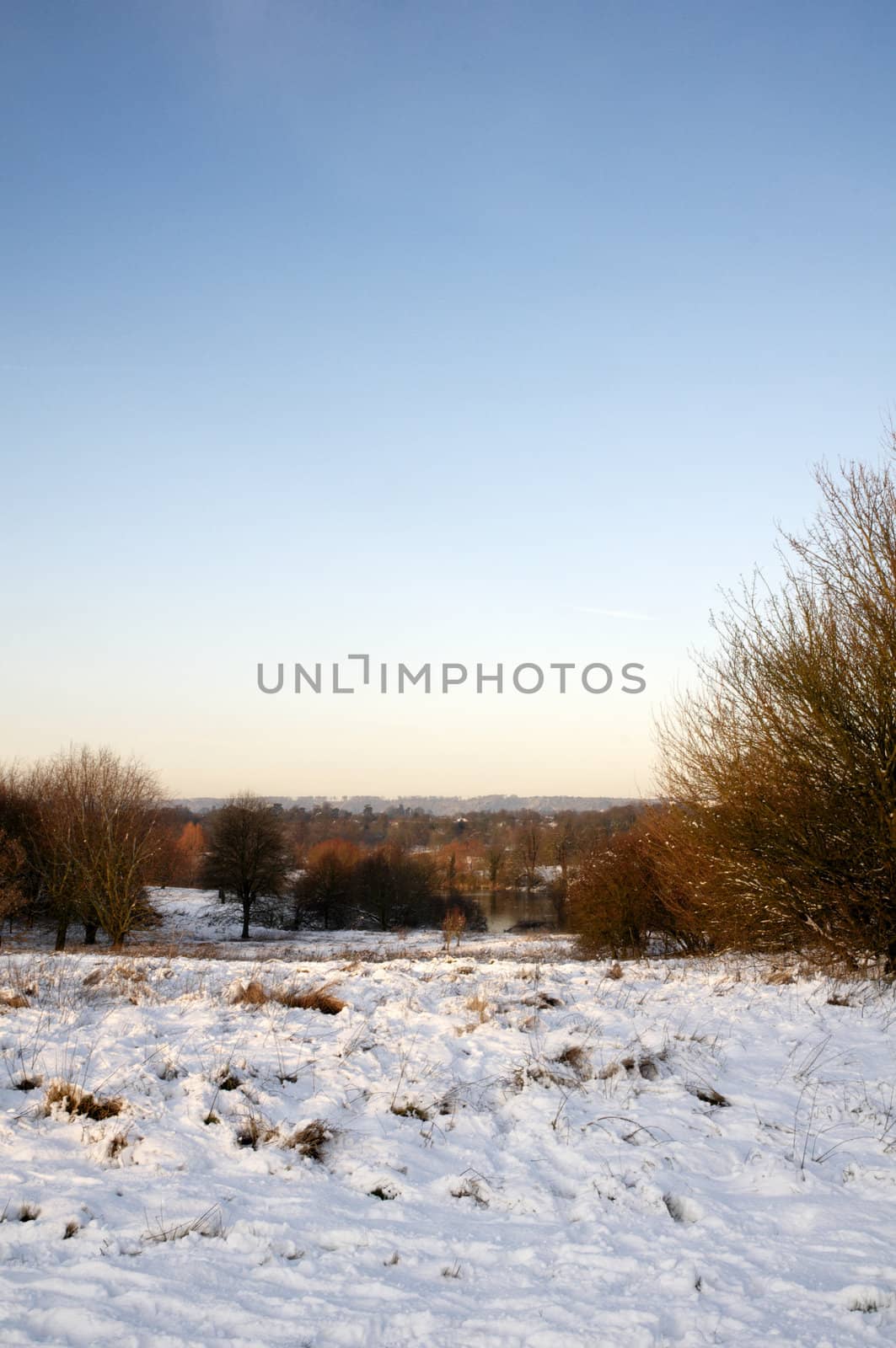 A view of a park covered in snow on the ground and trees