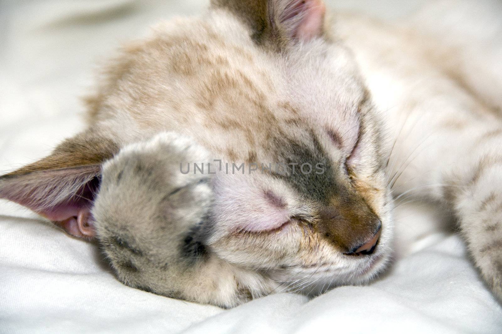 A young Bengal kitten sleeping on a white bed