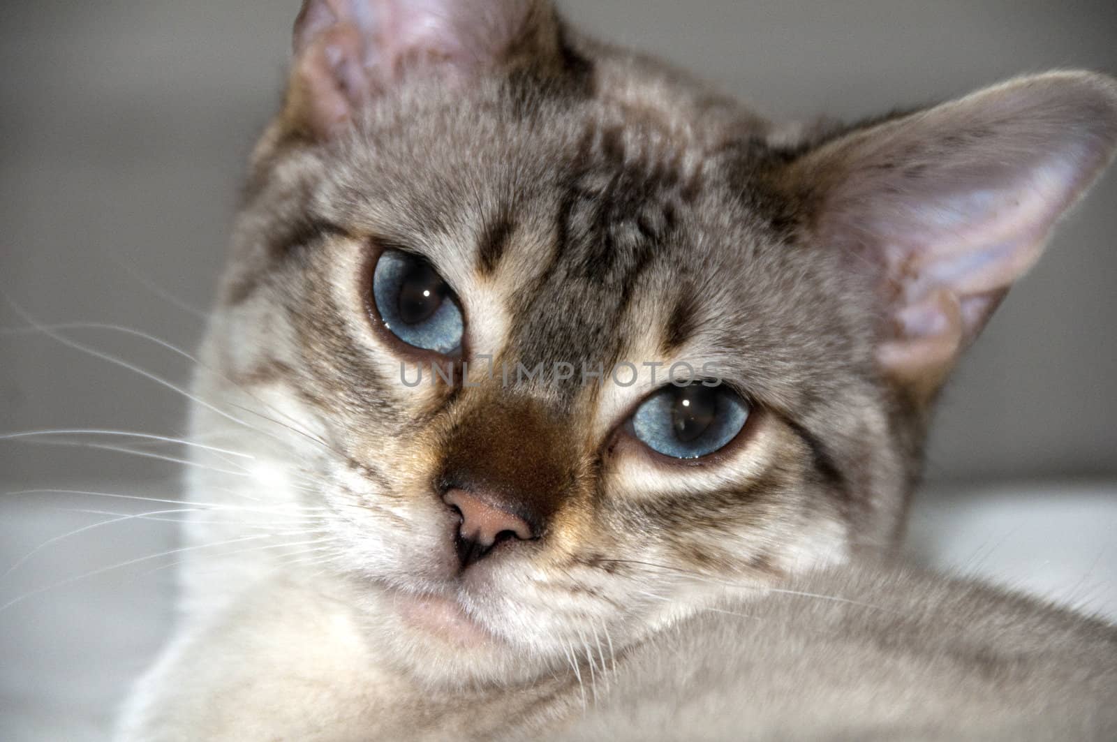 A portrait ot a bengal kitten siting on a bed