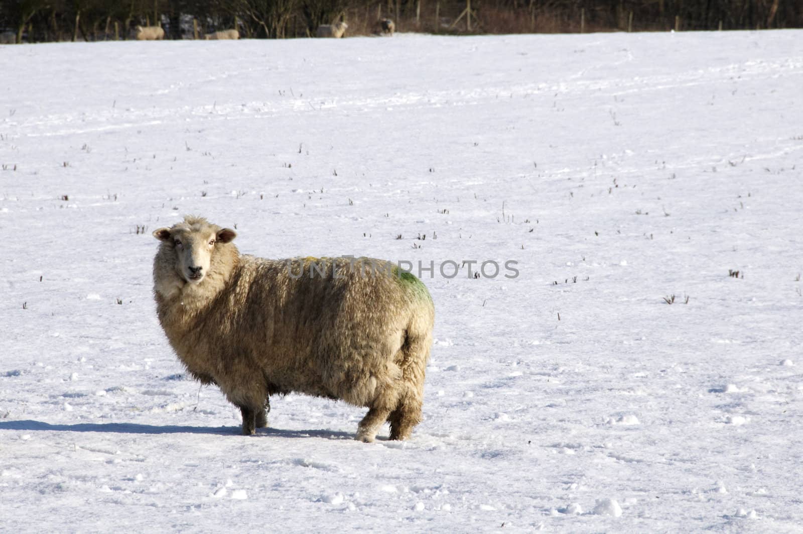 A sheep in field of snow in winter