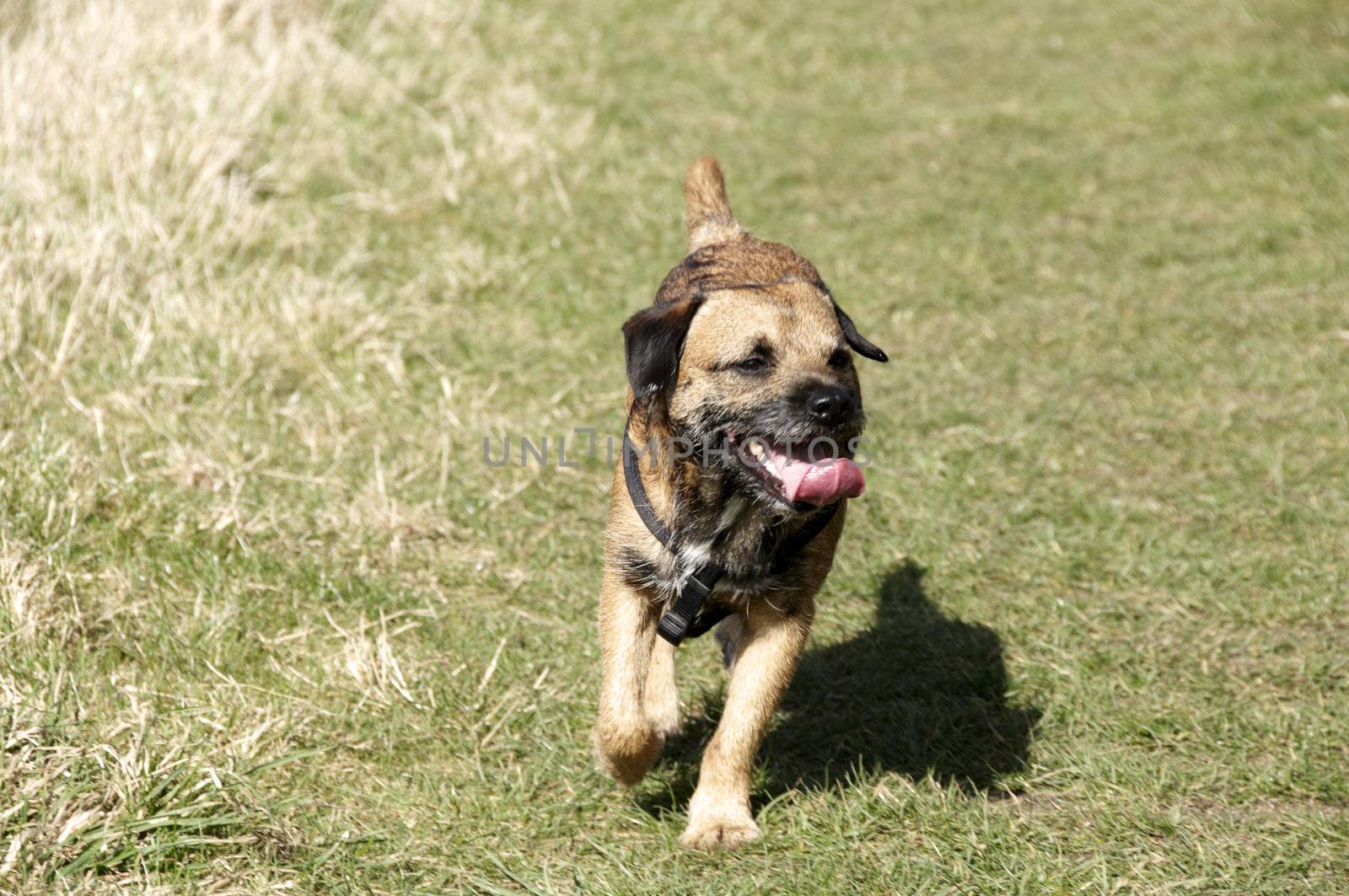 border terrier by mbtaichi