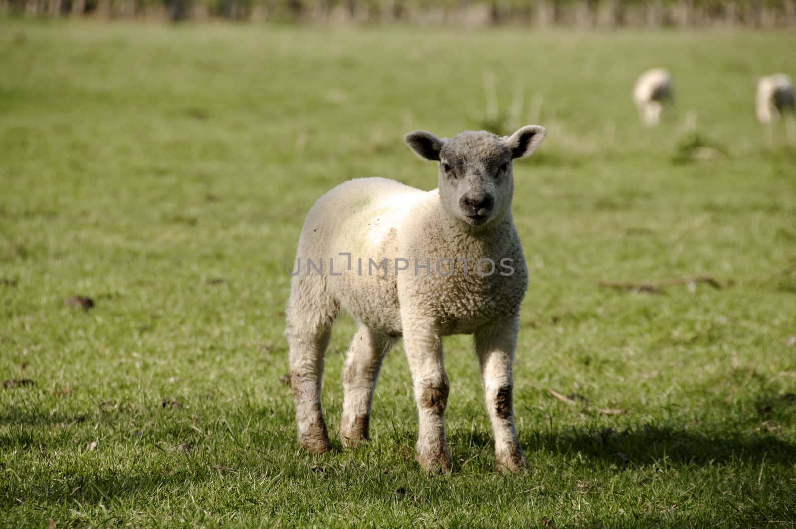 A lamb in a field in the sunshine