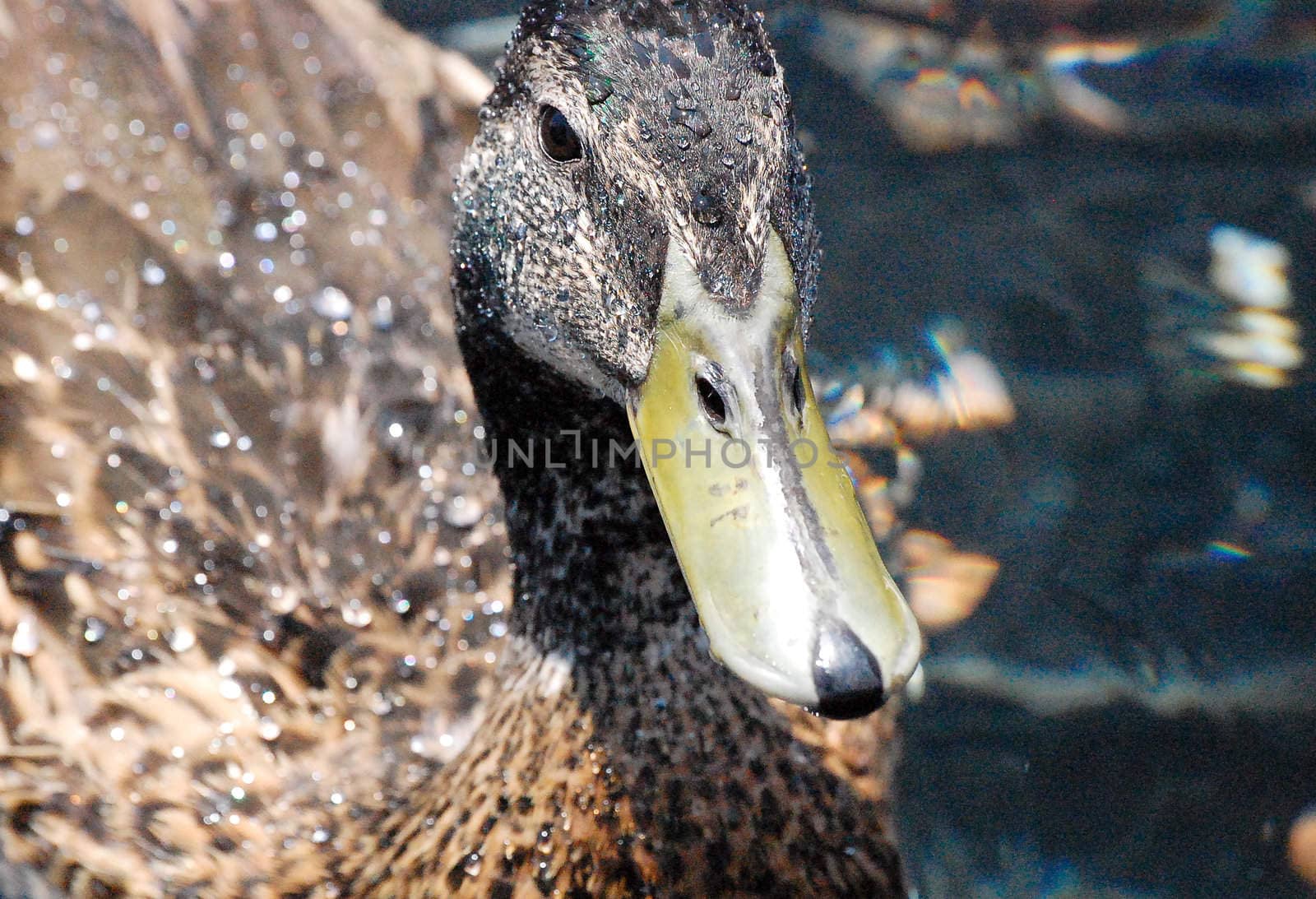 Staring Duck by RefocusPhoto