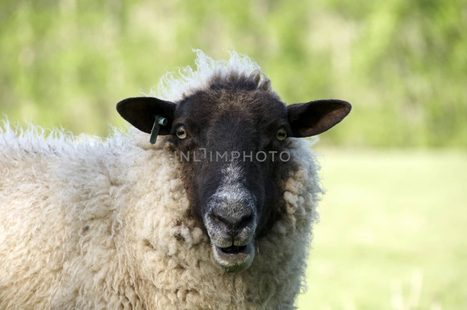 Sheep by mbtaichi